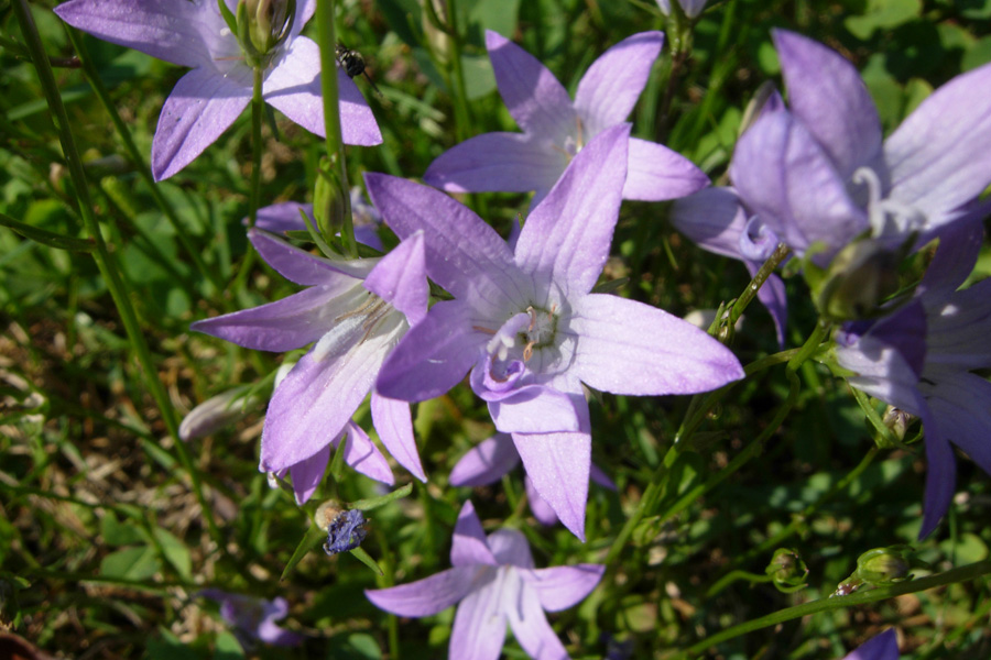 Campanula cochleariifolia e Campanula patula